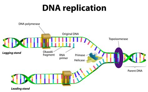 what is dna replication